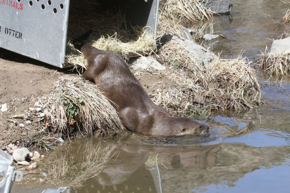 El avistamiento de una nutria de río en el Bronx generó esperanzas sobre el buen estado y la limpieza del río