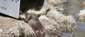 El animal salvaje que fue avistado en el Bronx y marca su regreso tras más de 100 años