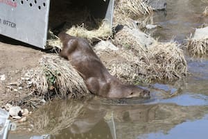 El animal salvaje que fue avistado en el Bronx y marca su regreso tras más de 100 años