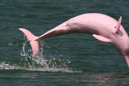 El avistamiento encendió las alarmas de los expertos debido a que los delfines rosados sólo habitan en aguas dulces