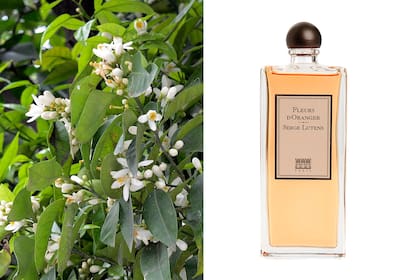 El azahar es un ingrediente central de la perfumería de autor