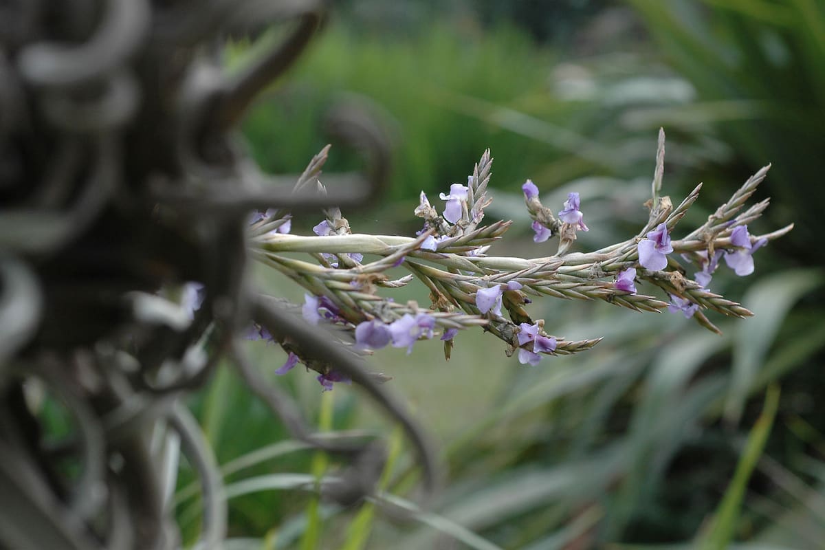 El azahar morado, Tilandsia durati, nativo, tiene una forma y color fuera de lo común
