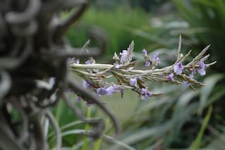Claves y secretos de los claveles y otras flores que viven en el aire