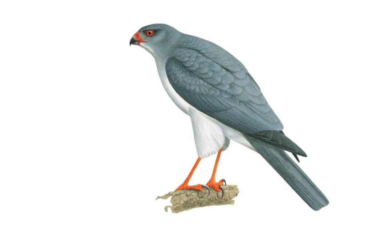 El azor de Nueva Bretaña logró ser fotografiado después de 55 años (Imagen ilustrativa)