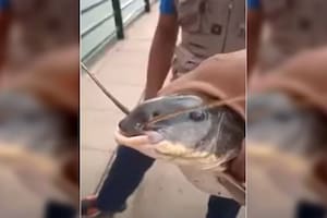 El bagre del embalse Cabra Corral, en Salta, presentaba una extraña malformación en la boca, y disparó varias especulaciones entre los usuarios de redes que vieron el video