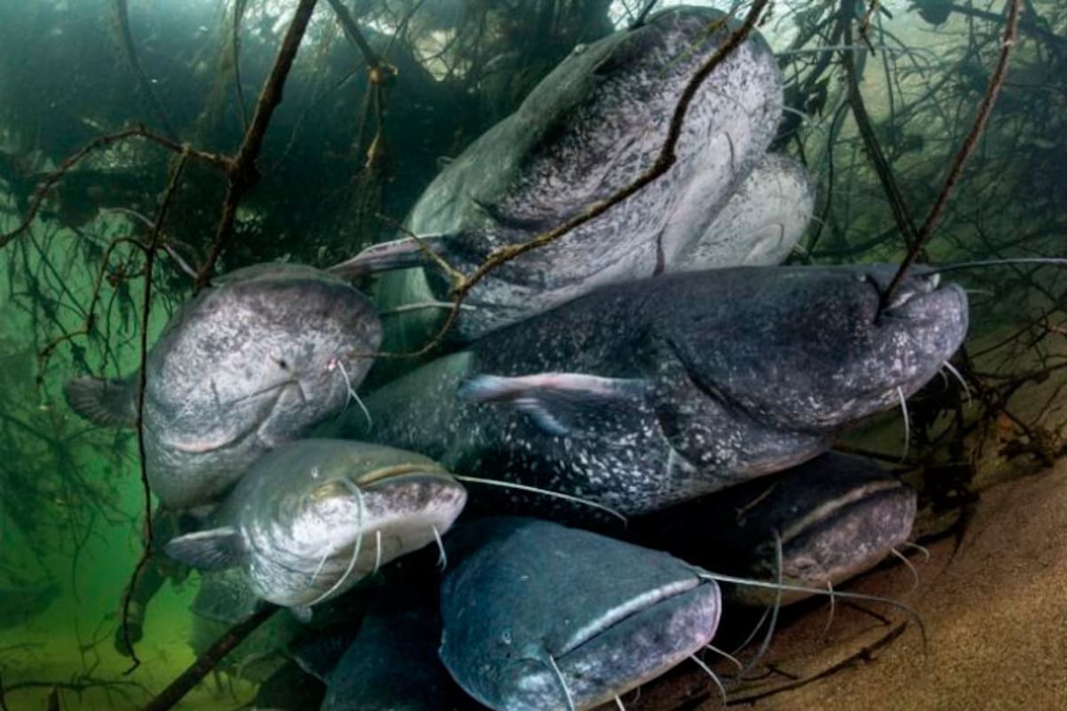 El bagre gigante que se alimenta de palomas está causando estragos en los ecosistemas de Europa