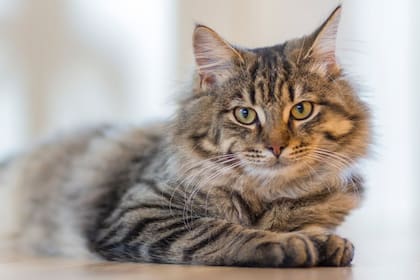 El bajo consumo de agua de un gato puede ser señal de una enfermedad