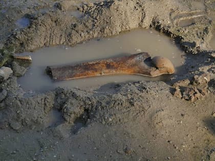 El bajo nivel del río Danubio revela secretos: desde un mamut hasta un buque de la Segunda Guerra Mundial.