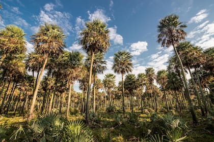 El Bajo Vénica forma parte de Jaaukanigás, primer sitio Ramsar sobre el río Paraná.