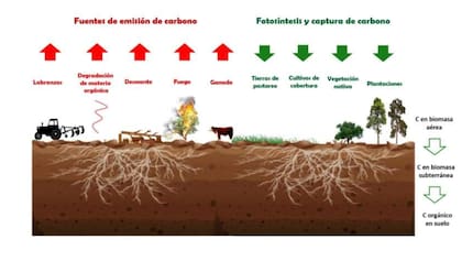 "El balance positivo genera un crédito de carbono que puede ser certificado y valorizado comercial y socialmente", dijo