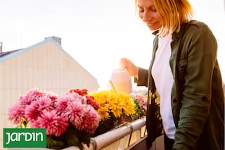 Por qué algunas plantas fracasan en el balcón aunque reciban buena luz
