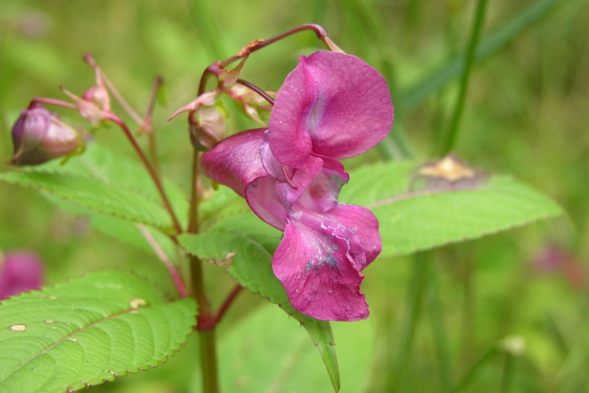 El bálsamo del Himalaya es una planta invasora que atenta contra el equilibro del ecosistema estadounidense