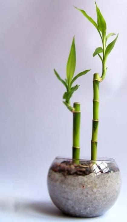 El bambú favorece el equilibrio y el bienestar emocional de quienes habitan el hogar.