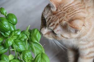 El bambú, la albahaca, el laurel y los helechos, entre otras, son plantas que pueden resultar tóxicas para perros y gatos