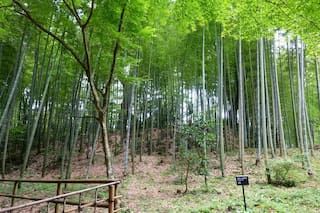 Esta es la planta de más rápido crecimiento del mundo: hasta un metro por día