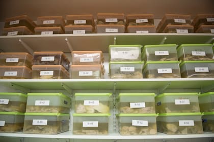 El biobanco de cerebros del Fleni es uno de los pocos que funcionan en América latina