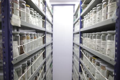 El banco de germoplasma del INTA La Consulta conserva 5000 muestras de semillas de 30 diferentes especies