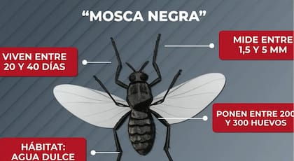 El "barigüí" bajo la lupa