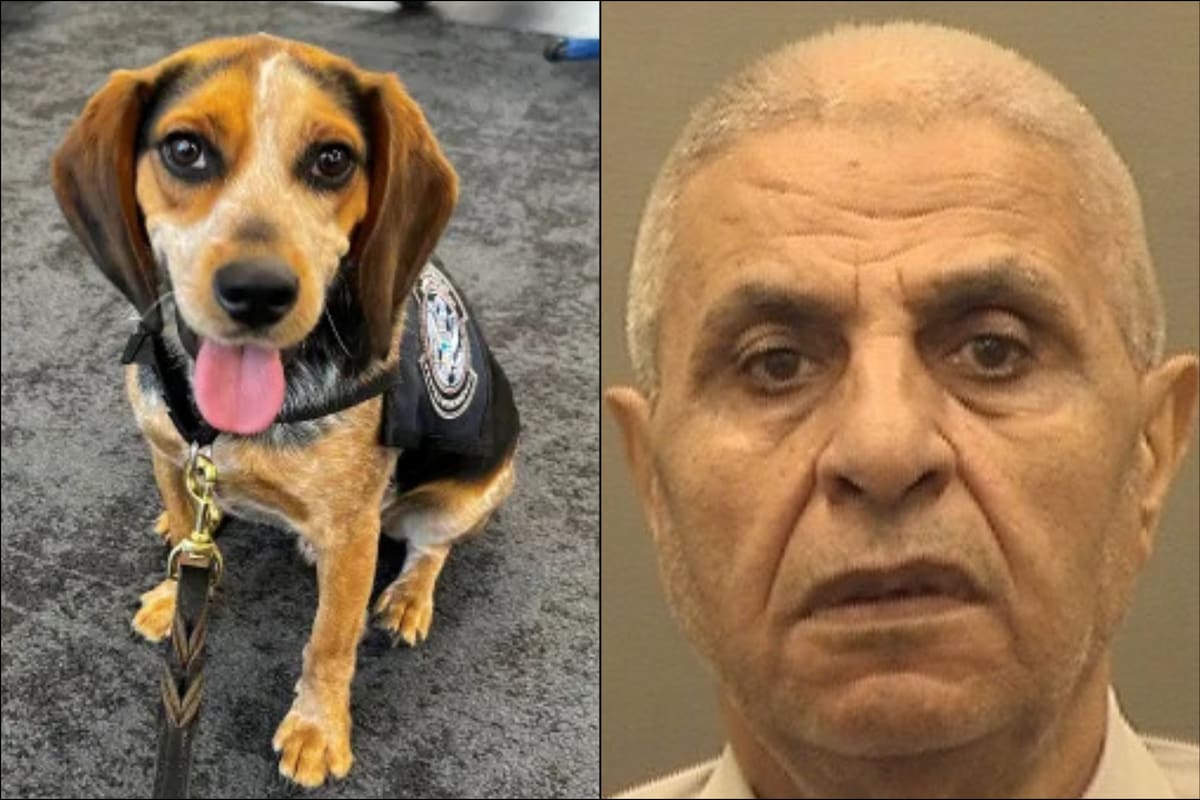El beagle Freddie de la CBP olfateó la valija del viajero egipcio con alimentos ilegales y fue golpeado con tal fuerza que se levantó del piso