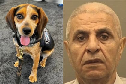 El beagle Freddie de la CBP olfateó la valija del viajero egipcio con alimentos ilegales y fue golpeado con tal fuerza que se levantó del piso