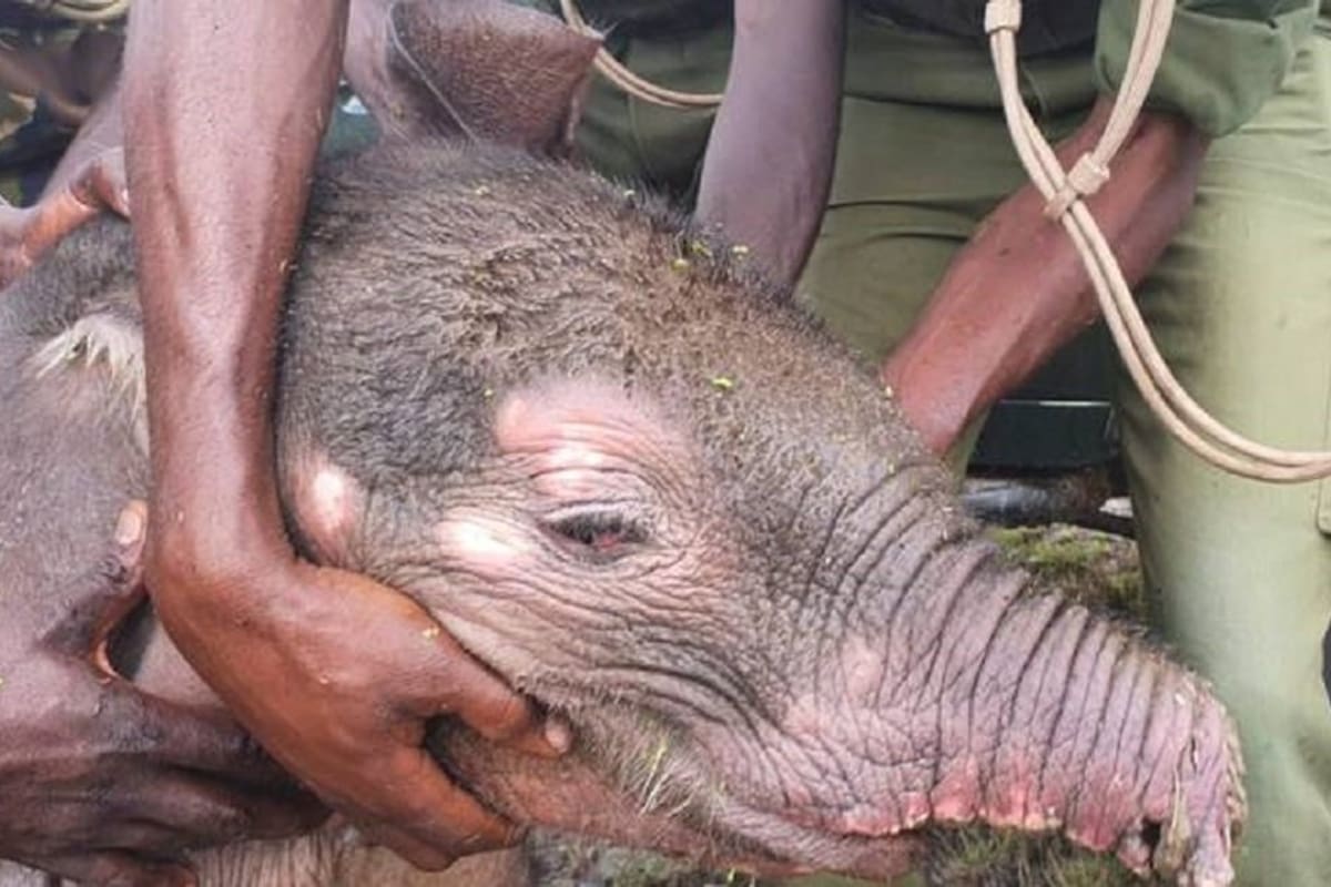 El bebé fue abandonado en un pozo por su manada y allí sufrió el ataque de las bestias que lo mutilaron