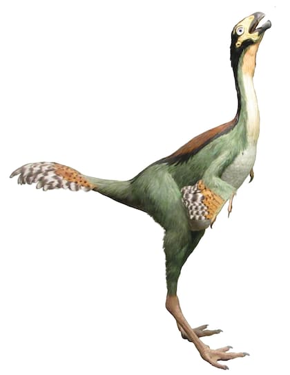 El Bebé Yingliang fue identificado como un ovirraptorosaurio basándose en su cráneo profundo y sin dientes; estos son un grupo de dinosaurios terópodos emplumados, estrechamente relacionados con las aves actuales, conocidos en el Cretácico de Asia y América del Norte
