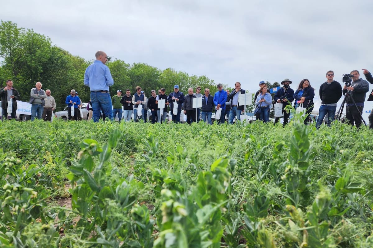 El beneficio de cultivar legumbres no se limita a la producción de granos