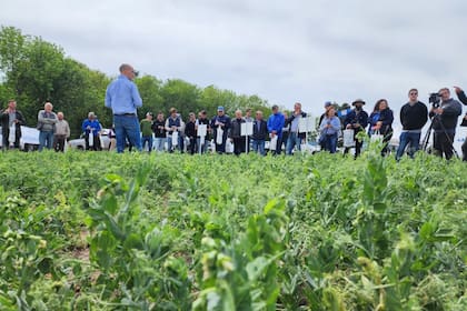 El beneficio de cultivar legumbres no se limita a la producción de granos
