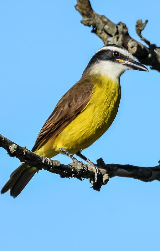 El benteveo común (Pitangus sulphuratus) es una de las aves más reconocibles y ampliamente distribuidas en América, conocida por su llamativo plumaje y su canto fuerte y melodioso.