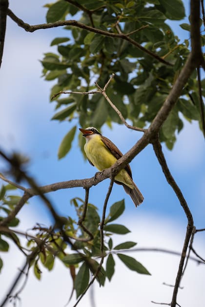El benteveo es una de las aves más comunes en jardines y espacios urbanos
