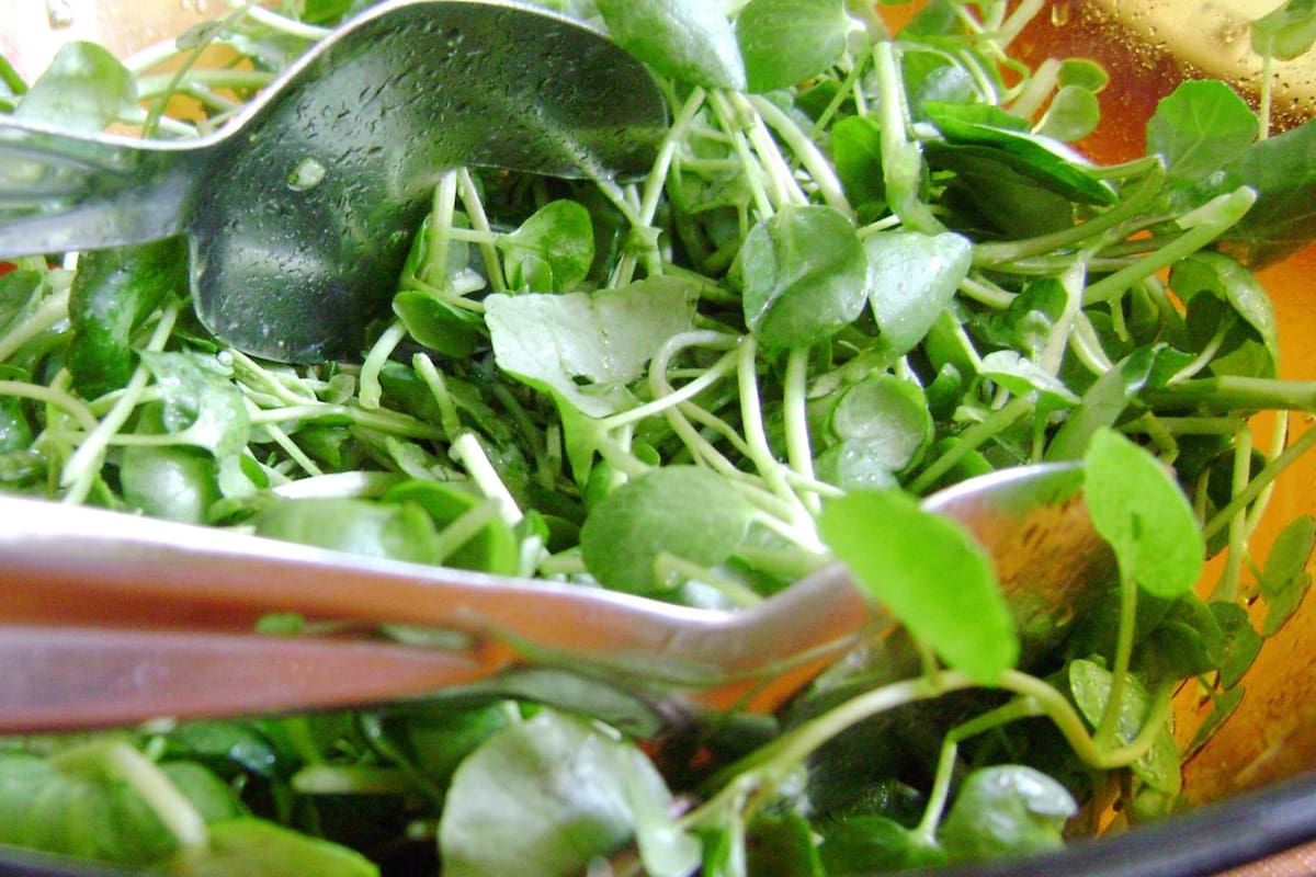 El berro es un “tesoro nutritivo y medicinal” por sus altas y concentradas dosis de nutrientes