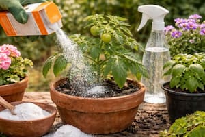 El bicarbonato destaca como una opción accesible que promete mejorar ciertas condiciones del entorno donde crecen las plantas