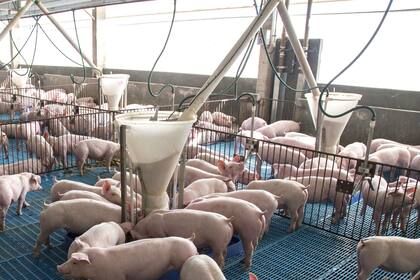 El bienestar animal forma parte de un cambio de paradigma que implica altas exigencias en la elaboración de carne en todo el proceso de producción.