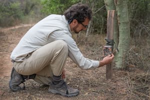 El biólogo Cerón instalando una de las 30 cámaras trampa que CLT colocó en El Impenetrable.