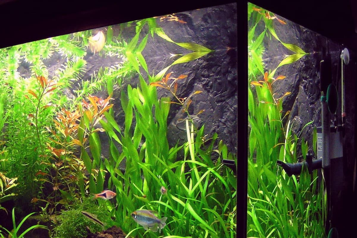 El biólogo español Manuel Peinado Lorca muestra cómo carga la batería de su celular usando una pecera como fuente de electricidad