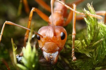 El biólogo observa el comportamiento de hormigas y otros insectos para "pronosticar" el tiempo