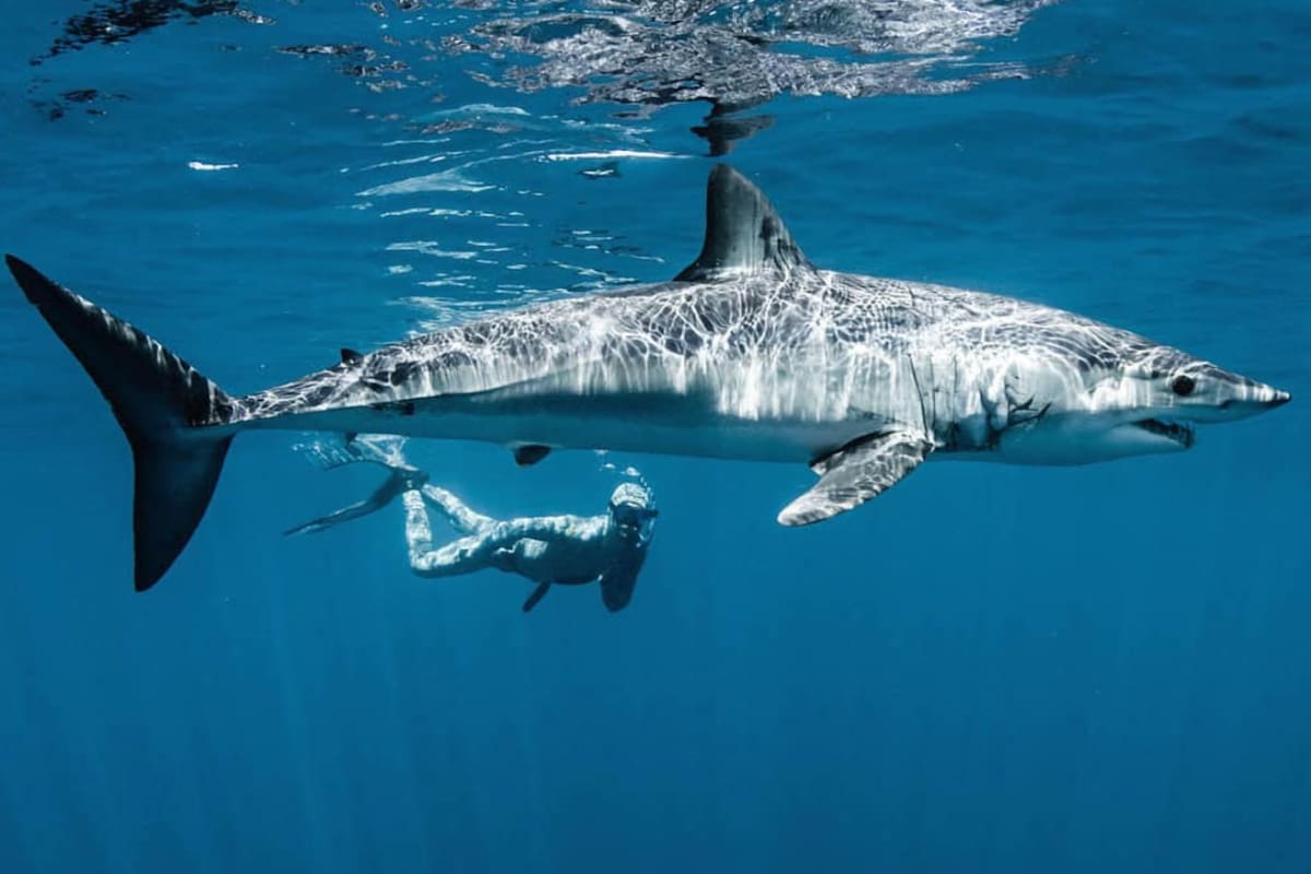 El biólogo Rilley Elliot junto al peligroso tiburón mako.