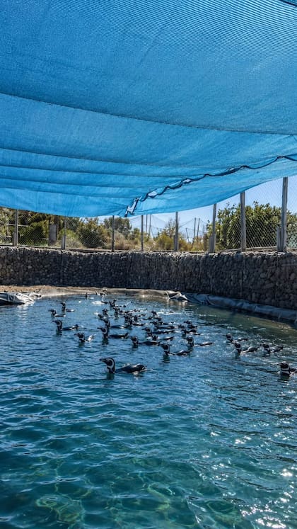 El bioparque Bubalcó acondicionó piletas, canales y áreas de resguardo para albergar a los pingüinos provenientes del Aquarium Mar del Plata