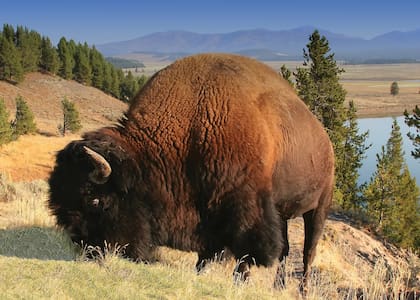 El bisonte americano convive con grandes capitales