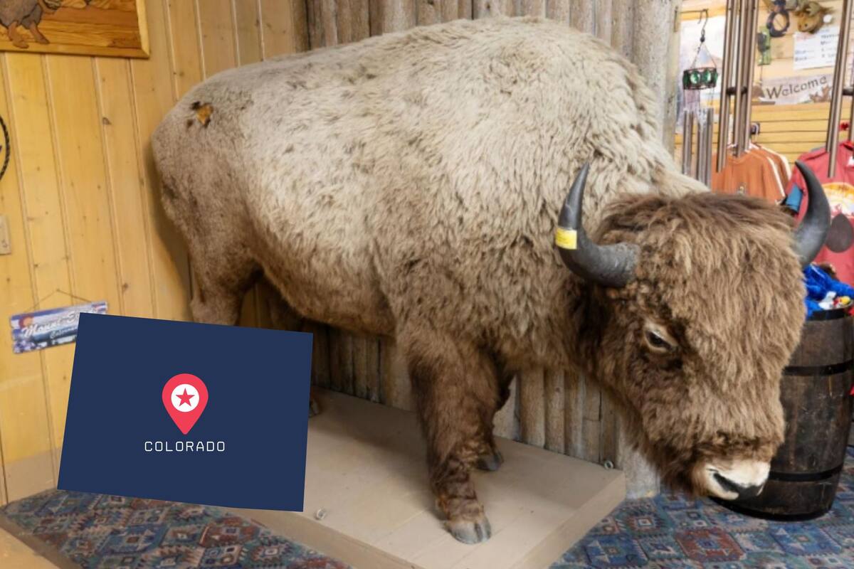 El bisonte desaparecido de Denver fue hallado en una tienda de regalos en el Museo Buffalo Bill (DMNS/Rick Wicker)