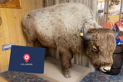 El bisonte desaparecido de Denver fue hallado en una tienda de regalos en el Museo Buffalo Bill (DMNS/Rick Wicker)
