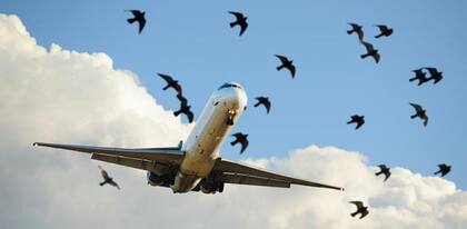 El blanco resalta sobre el paisaje del cielo y evita que las aves se acerquen al avión
