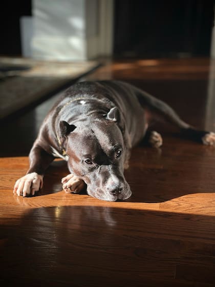 El blue nose pitbull se caracteriza por un pelaje color gris metalizado y hocico un tanto azulado