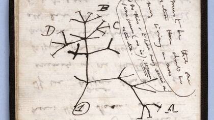 El boceto del árbol de la vida es una de las notas que se perdieron.