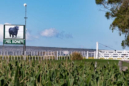 El Bonete, ubicada en Lobería, provincia de Buenos Aires, es una de las propiedades de Bellamar Estancias