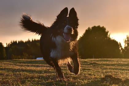 El border collie fue desplazado del primer puesto por el pastor belga malinois