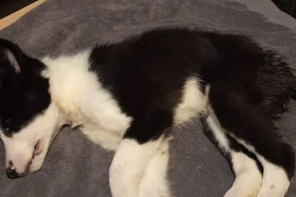 El border collie no podía mantenerse en pie cuando llegó a la casa de Gray y tampoco quería comer
