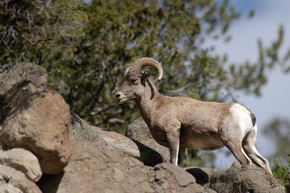 El borrego cimarrón de las Montañas Rocosas es el animal oficial del estado de Colorado (Flickr/USFWS Mountain Prairie)