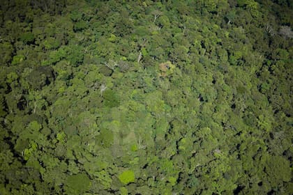El bosque amazónico contribuye a que lleguen lluvias a miles de kilómetros de distancia / Gaia Amazonas