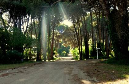 El bosque de Cariló